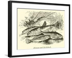 Minnow and Stickleback-null-Framed Giclee Print