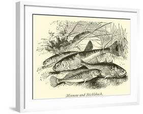Minnow and Stickleback-null-Framed Giclee Print