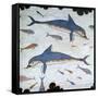Minoan Wall-Painting of Dolphins-CM Dixon-Framed Stretched Canvas