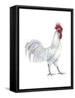 Minorca (Gallus Gallus Domesticus), Rooster, Poultry, Birds-Encyclopaedia Britannica-Framed Stretched Canvas