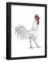 Minorca (Gallus Gallus Domesticus), Rooster, Poultry, Birds-Encyclopaedia Britannica-Framed Poster