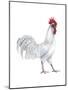 Minorca (Gallus Gallus Domesticus), Rooster, Poultry, Birds-Encyclopaedia Britannica-Mounted Poster