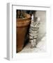 Minou-Joane Mcdermott-Framed Premium Giclee Print