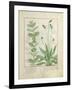 Mint and Plantain-Robinet Testard-Framed Giclee Print
