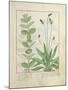 Mint and Plantain-Robinet Testard-Mounted Giclee Print