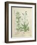 Mint and Plantain-Robinet Testard-Framed Giclee Print