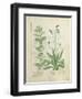 Mint and Plantain-Robinet Testard-Framed Giclee Print