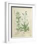 Mint and Plantain-Robinet Testard-Framed Giclee Print