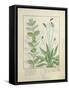 Mint and Plantain-Robinet Testard-Framed Stretched Canvas