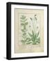 Mint and Plantain-Robinet Testard-Framed Giclee Print