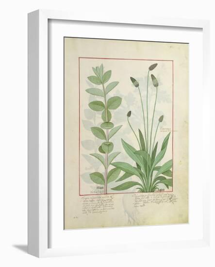 Mint and Plantain-Robinet Testard-Framed Giclee Print