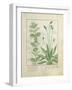 Mint and Plantain-Robinet Testard-Framed Giclee Print