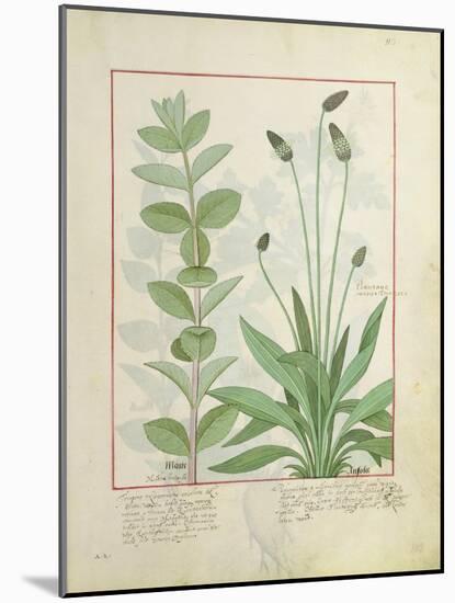 Mint and Plantain-Robinet Testard-Mounted Giclee Print