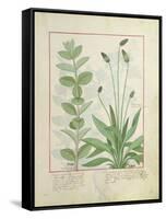 Mint and Plantain-Robinet Testard-Framed Stretched Canvas