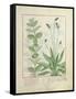 Mint and Plantain-Robinet Testard-Framed Stretched Canvas