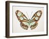 Mint Butterfly I-Annie Warren-Framed Art Print