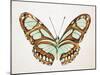 Mint Butterfly I-Annie Warren-Mounted Art Print