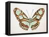 Mint Butterfly I-Annie Warren-Framed Stretched Canvas
