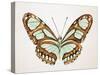 Mint Butterfly I-Annie Warren-Stretched Canvas