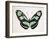 Mint Butterfly II-Annie Warren-Framed Art Print