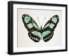 Mint Butterfly II-Annie Warren-Framed Art Print