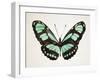 Mint Butterfly II-Annie Warren-Framed Art Print