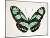 Mint Butterfly II-Annie Warren-Mounted Art Print