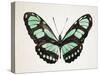 Mint Butterfly II-Annie Warren-Stretched Canvas