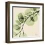 Mint Eucalyptus 1-Albert Koetsier-Framed Art Print