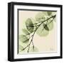 Mint Eucalyptus 1-Albert Koetsier-Framed Art Print