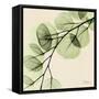 Mint Eucalyptus 1-Albert Koetsier-Framed Stretched Canvas