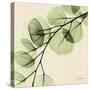 Mint Eucalyptus 1-Albert Koetsier-Stretched Canvas