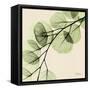 Mint Eucalyptus 1-Albert Koetsier-Framed Stretched Canvas