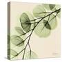 Mint Eucalyptus 1-Albert Koetsier-Stretched Canvas
