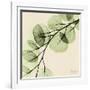 Mint Eucalyptus 1-Albert Koetsier-Framed Art Print