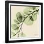 Mint Eucalyptus 1-Albert Koetsier-Framed Art Print