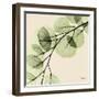 Mint Eucalyptus 1-Albert Koetsier-Framed Art Print