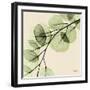 Mint Eucalyptus 1-Albert Koetsier-Framed Art Print