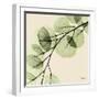 Mint Eucalyptus 1-Albert Koetsier-Framed Art Print