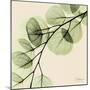 Mint Eucalyptus 1-Albert Koetsier-Mounted Art Print