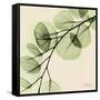 Mint Eucalyptus 1-Albert Koetsier-Framed Stretched Canvas