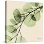 Mint Eucalyptus 1-Albert Koetsier-Stretched Canvas