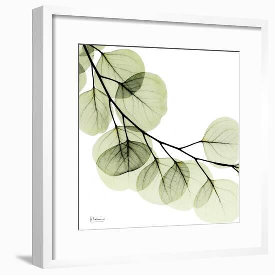 Mint Eucalyptus 2-Albert Koetsier-Framed Photographic Print