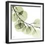 Mint Eucalyptus 2-Albert Koetsier-Framed Photographic Print