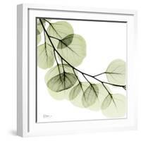 Mint Eucalyptus 2-Albert Koetsier-Framed Photographic Print