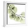 Mint Eucalyptus 2-Albert Koetsier-Framed Photographic Print