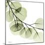 Mint Eucalyptus 2-Albert Koetsier-Mounted Photographic Print