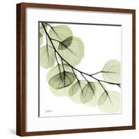 Mint Eucalyptus 2-Albert Koetsier-Framed Photographic Print