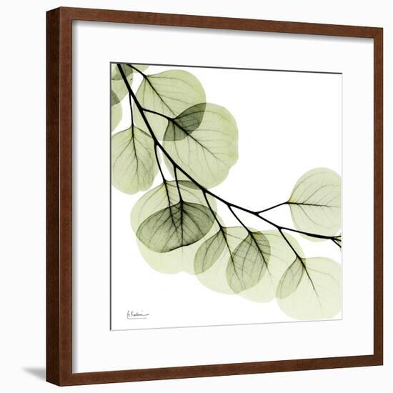 Mint Eucalyptus 2-Albert Koetsier-Framed Photographic Print