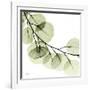 Mint Eucalyptus 2-Albert Koetsier-Framed Photographic Print